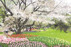 Công viên Showa Kinen tràn ngập sắc hoa