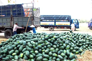 Lang bạt đời thợ dưa hấu