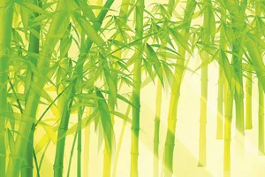 Lá rụng về cội