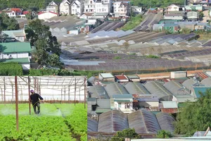 Rau nhà kính có an toàn?