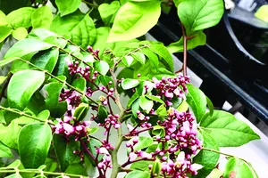 Về ngang phía nhớ