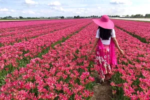 Hội hoa Keukenhof 2020: Đón khách online