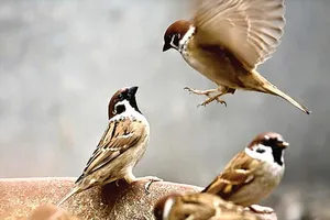 Chú chim non lạc mẹ