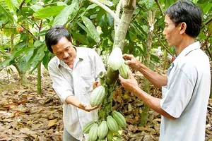  Hạt ca cao Việt Nam được giá nhờ hương vị độc đáo