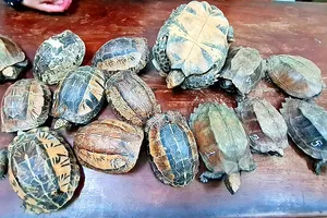 Phát hiện vụ vận chuyển 15 cá thể rùa 