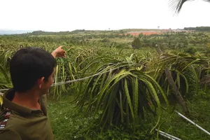 Người dân bức xúc vì trang trại heo quy mô lớn gây ô nhiễm