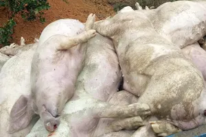 Vứt 83 con heo bệnh ra môi trường