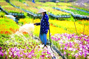 Thời tiết thuận lợi trong dịp Tết Tân Sửu