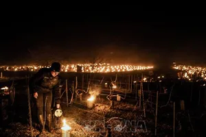 Nông dân thắp nến chống sương giá tại vườn nho ở gần Chablis, Burgundy, Pháp ngày 7-4-2021. Ảnh: TTXVN