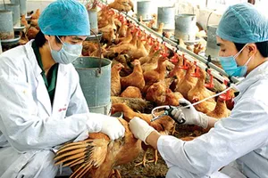 Hàng ngàn thanh niên giúp người dân phòng chống dịch bệnh gia súc