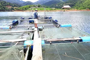 Nghệ An: Người dân tạo sinh kế trong lòng hồ thủy điện