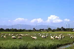 Tây Nguyên - Nam Trung bộ ứng phó nguy cơ sa mạc hóa - Bài 3:  Sống chung với sa mạc hóa