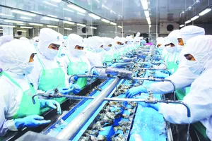 Chế biến tôm xuất khẩu  ở Nhà máy Thủy sản Minh Phú, tỉnh Cà Mau