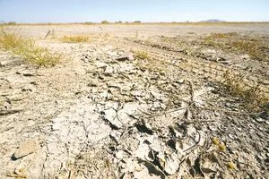 Bình Định đề nghị hỗ trợ gạo cho gần 50.000 người vì hạn hán