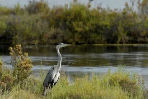 Vùng đầm lầy trở nên xanh tươi  khi không bị xâm nhập mặn