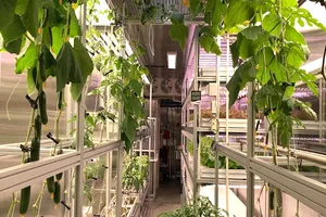 Rau quả bên trong “nông trại container” ở Nam cực