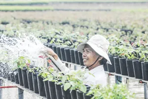 Đồng bằng sông Cửu Long: Giảm số lượng cung ứng hoa kiểng tết