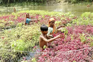 Người dân Bangladesh chăm sóc khu vườn nổi