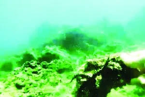 Hình ảnh cắt từ clip người dân cung cấp  rạn san hô vịnh Quy Nhơn bị tàn phá