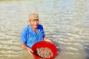 Mô hình nuôi sò huyết trong vuông tôm đem lại hiệu quả kinh tế cao cho người dân