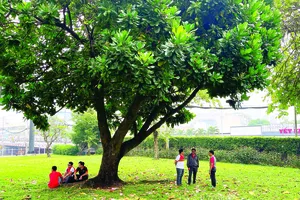 Bàng vuông Trường Sa tỏa bóng