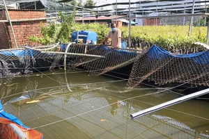 Nông dân miền Tây tích nước ngọt, ứng phó hạn mặn