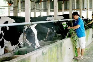 Tổng đàn bò sữa sụt giảm mạnh, Hội Chăn nuôi Việt Nam lên tiếng