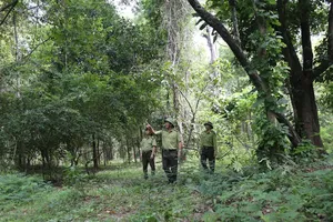 1 triệu ha rừng trồng gỗ lớn, có chứng chỉ