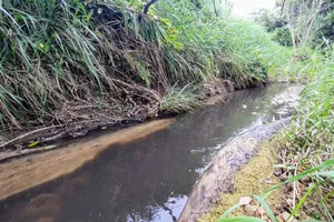 Phú Yên kiểm tra, xử lý trại heo xả thải, gây ô nhiễm