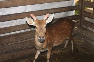 Hà Tĩnh: Vào mùa nhung hươu