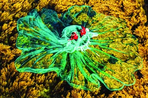 Kho báu xanh làng biển