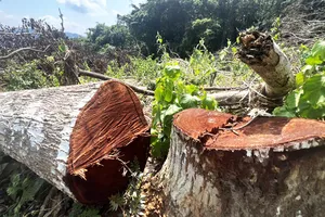 Gốc cây sao đen 19 năm tuổi thuộc rừng phòng hộ huyện Vĩnh Thạnh (Bình Định) bị cưa hạ 