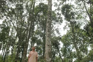 Quảng Nam bứt phá từ "cú huých" quy hoạch - Bài 3: Dược liệu, sản phẩm mang thương hiệu quốc gia