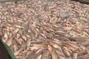 Hải Dương: Cá lồng chết lên đến hơn 400 tấn, hộ nuôi kêu gọi “giải cứu”