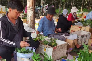 Cây trái mất mùa, nông dân lo… ôm nợ