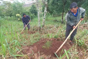 Nỗ lực trồng rừng ở Bắc Tây Nguyên