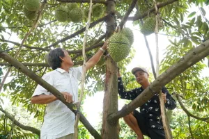ĐBSCL: Giá sầu riêng tăng, giá cua giảm