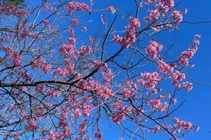 Hết tết, du khách vẫn rộn ràng ngắm mai anh đào Đà Lạt