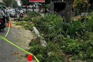 Phản hồi bài "Làm mới vỉa hè, bức tử cây xanh": Rà soát lại toàn bộ cây xanh bị xâm hại, kiến nghị xử lý nhà thầu vi phạm 