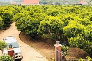 Thời tiết bất lợi tháng 4 và 5 sẽ ảnh hưởng đến cây trồng và vật nuôi