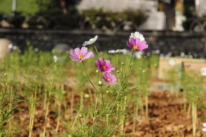 Thanh minh trong tiết tháng 3