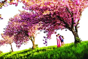 Muôn sắc hoa xuân châu Âu