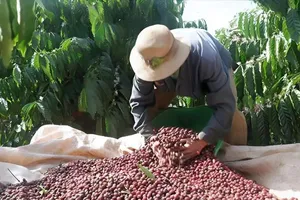 Việt Nam đạt kim ngạch xuất khẩu cà phê 3,3 tỷ USD