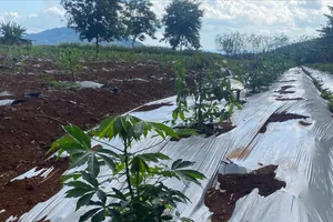 Một địa điểm lai tạo giống sắn chất lượng cao tại Trạm sản xuất và thực nghiệm Đơn Dương ở tỉnh Lâm Đồng.