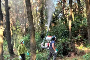 Lực lượng chức năng phun thuốc phòng trừ sâu róm gây hại rừng thông
