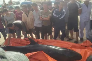 CÁ VOI ĐƯỢC PHÁT HIỆN