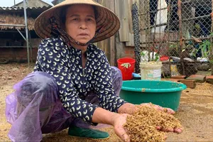 Lúa mùa của người dân ở huyện Cẩm Xuyên vừa thu hoạch chưa kịp dọn đã bị nước lũ làm ngập ướt 