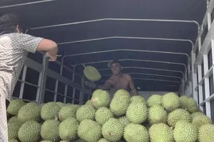 Bến Tre nâng cao nhận thức người dân không sử dụng chất cấm trên trái sầu riêng