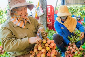 Vải Đắk Lắk được mùa, được giá