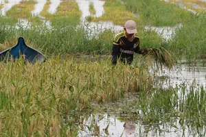 Cà Mau: Khẩn trương tiêu úng, cứu gần 2.000ha lúa bị ngập